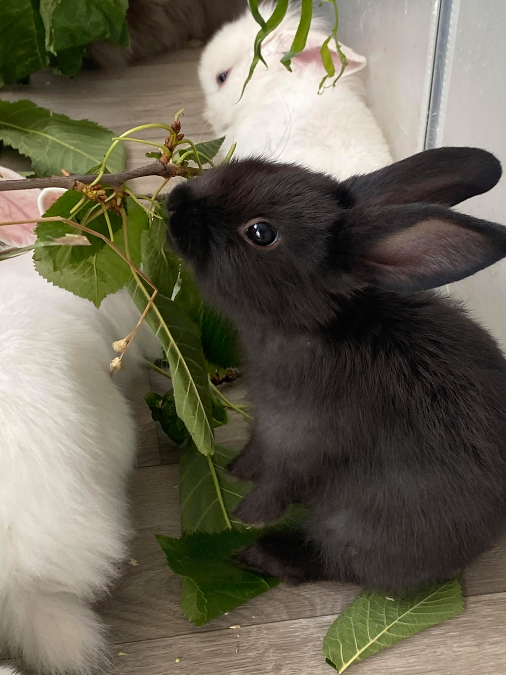 Kaninchen adoptieren aus dem TIerschutz im Kiez in Berlin Friedrichsfelde
