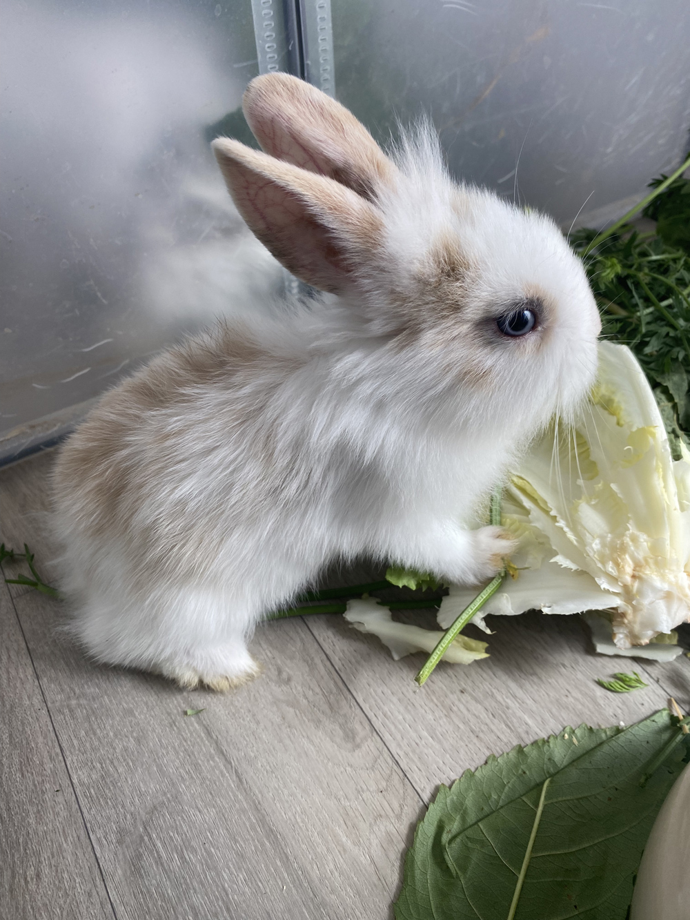 Tierschutz im Kiez Kaninchen adoptieren such Namenspaten 3