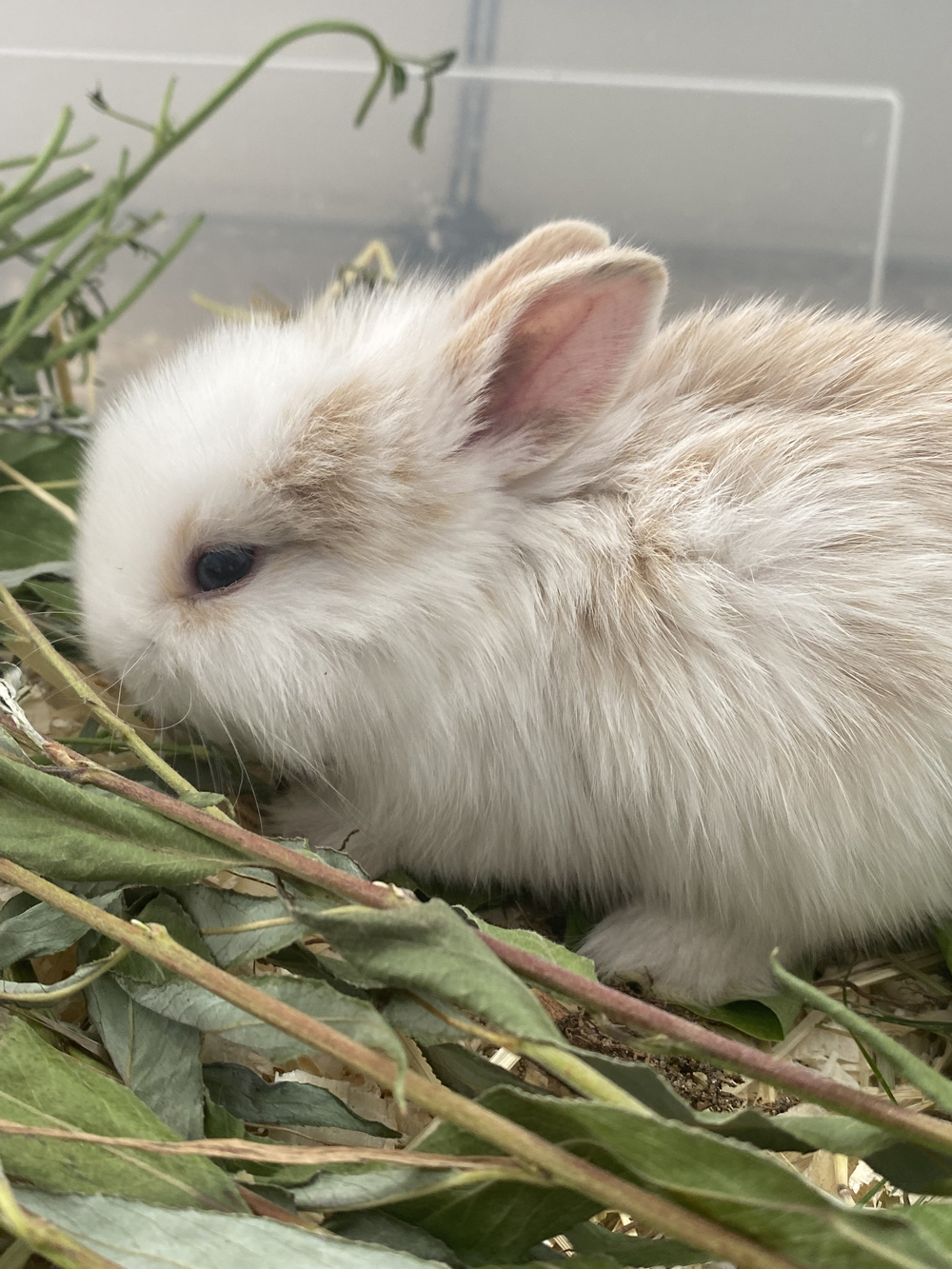 Tierschutz im Kiez Kaninchen adoptieren such Namenspaten 4
