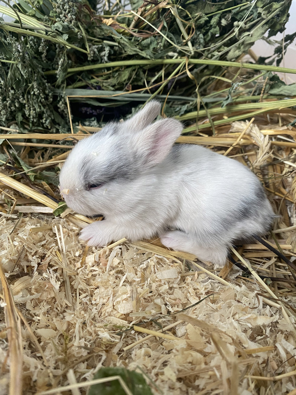 Tierschutz im Kiez Kaninchen adoptieren such Namenspaten 11