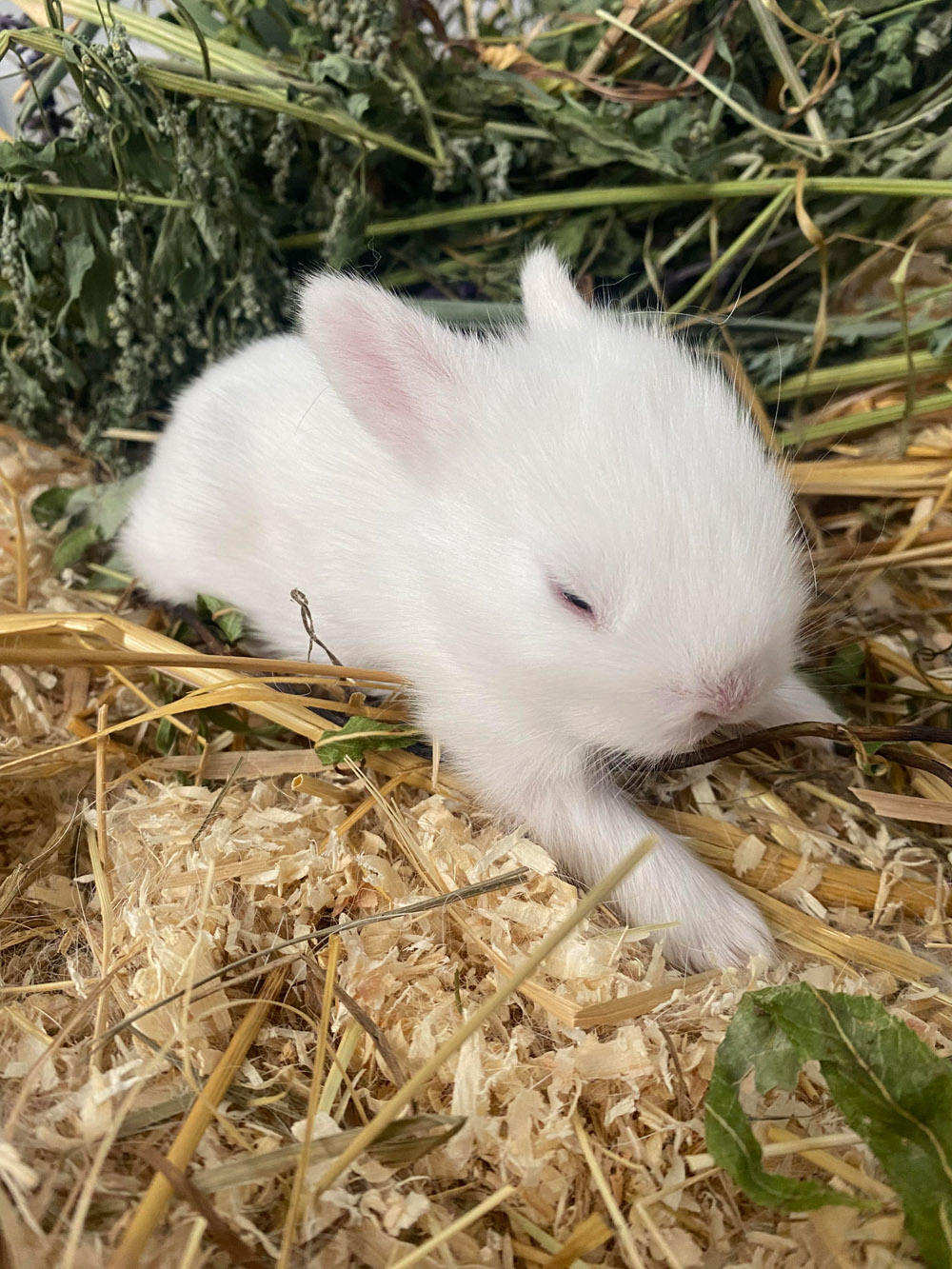 Tierschutz im Kiez Kaninchen adoptieren such Namenspaten 12