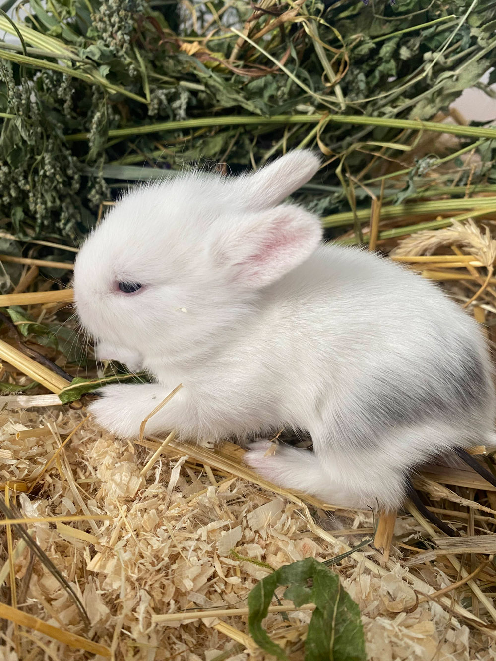 Tierschutz im Kiez Kaninchen adoptieren such Namenspaten 13