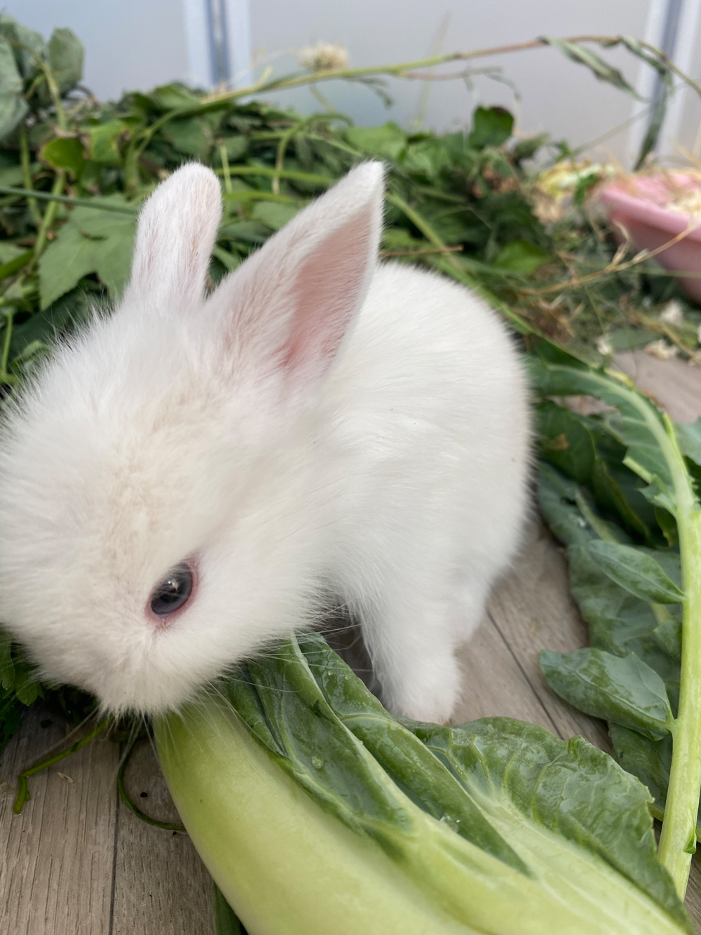 Namenspatenschaft gesucht für ein Kaninchen Tierschutz im Kiez