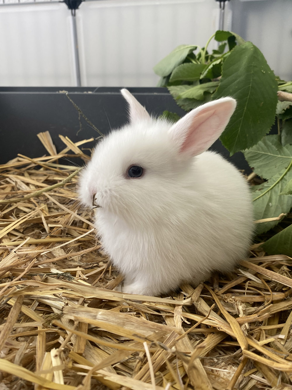 Namenspatenschaft gesucht für ein Kaninchen Tierschutz im Kiez