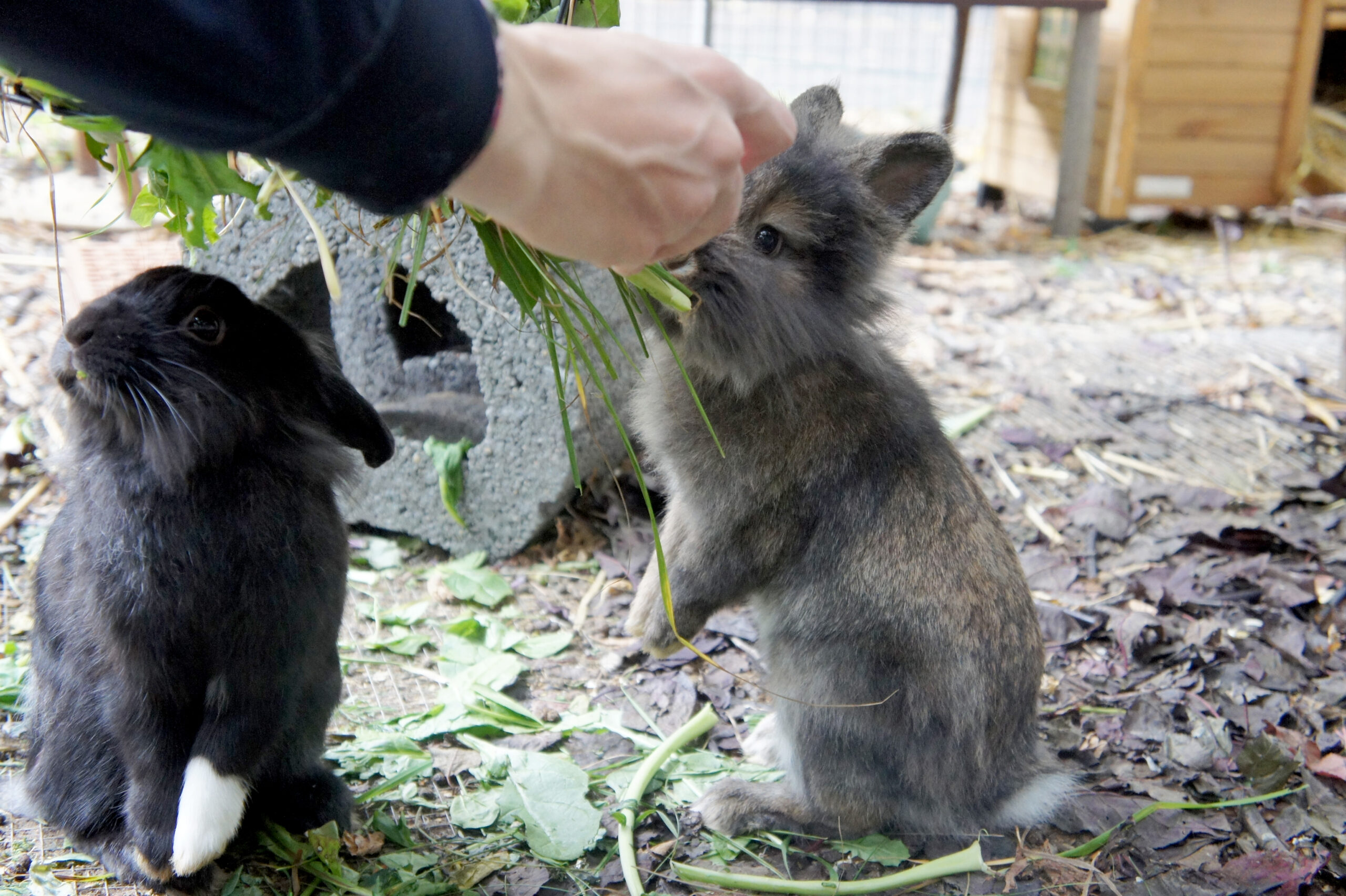 Tierschutz im Kiez Kaninchen Futter geben