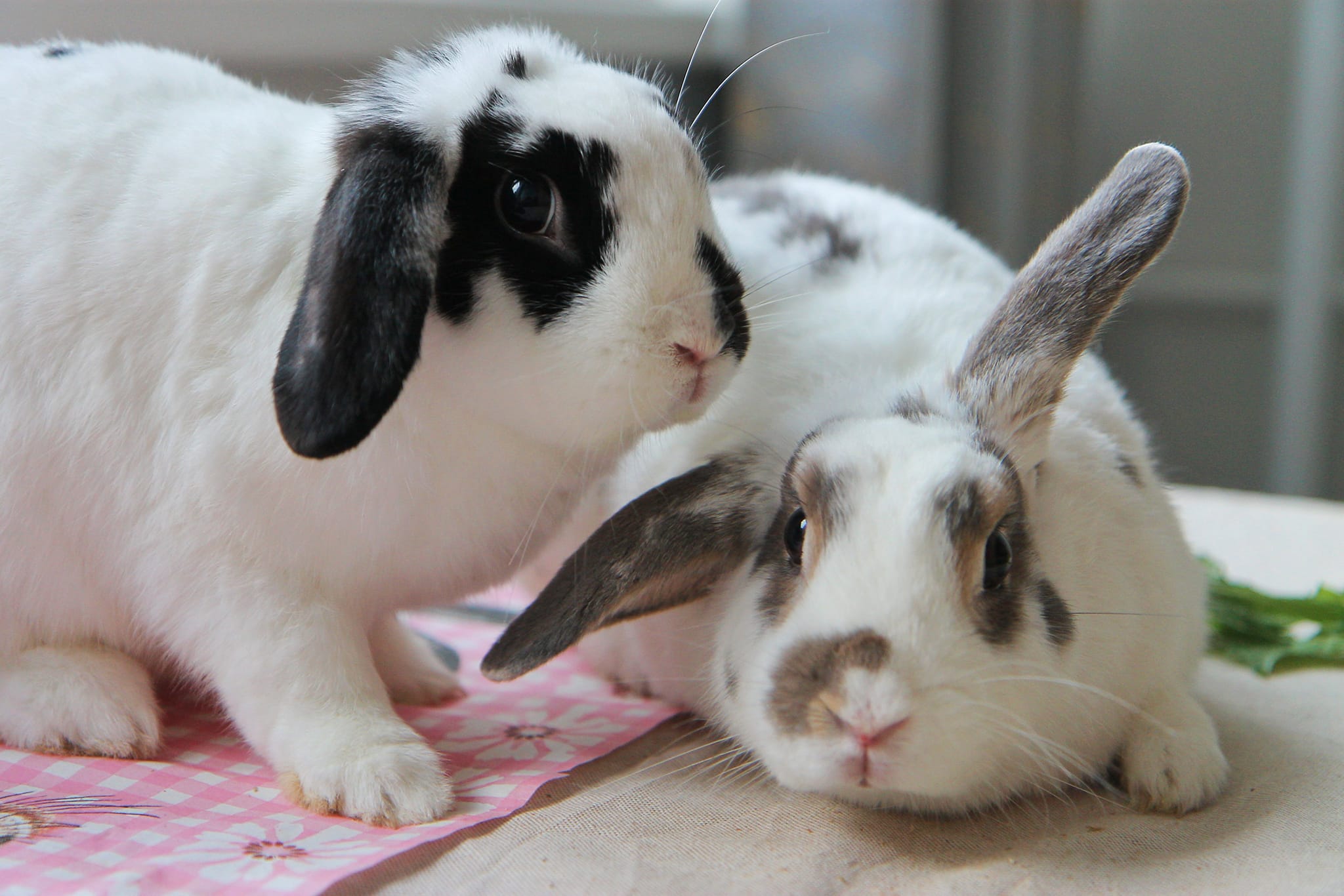 Kaninchen adoptieren Tierschutz im Kiez Berliner Tierschutzverein